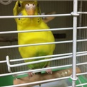 セキセイインコ☆15.5.5頃が誕生日です