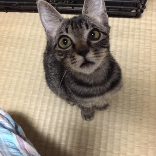 交通事故に遭っていたところを保護しました『リヤン』