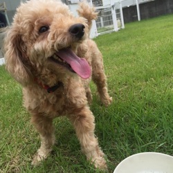 ドッグランだけどalone