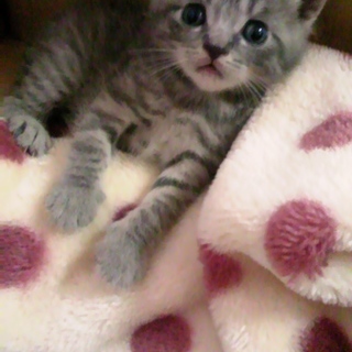 アメショハーフの男の子です♪