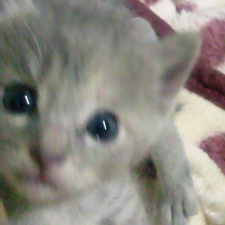 アメショとのハーフの女の子＾＾