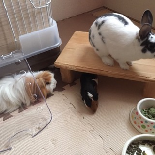 里親さん決定しました♡