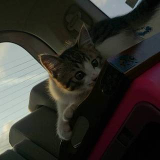 元気な男の子♂