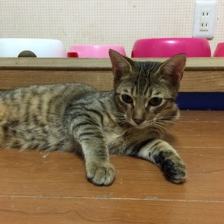 センターよりレスキューした5兄妹『フウガ』