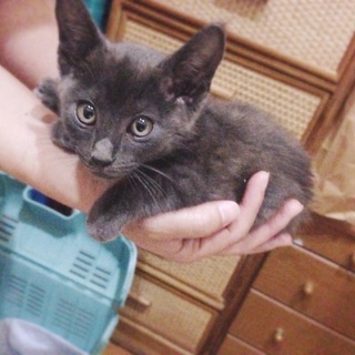 とても寂しがりやさんの女の子です