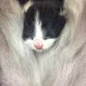 子猫差し上げます