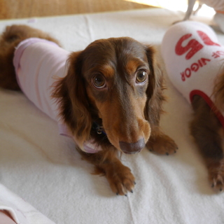 元気いっぱい甘えん坊のダックス君