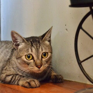 ふみふみ・・・すりすりの甘えん坊のサバトラの女の子