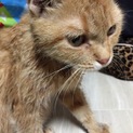 大人しい茶トラちゃん