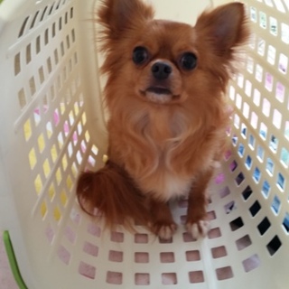 里親募集終了しました