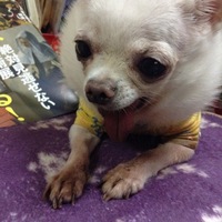 チップ