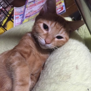 6月2日生まれ◯女の子