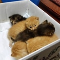 2015.9.8日生まれ子猫5匹