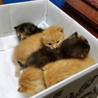 2015.9.8日生まれ子猫5匹