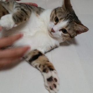 急募です。大切にして頂けるかたお願いします。