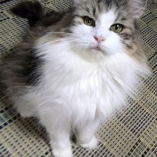 素敵な里親さんとのご縁がありました