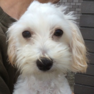 マルプー 仔犬！生後４ケ月