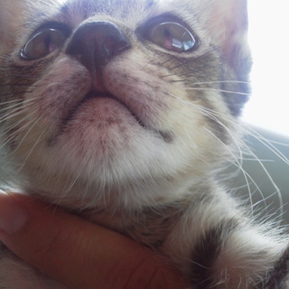 オスのトラ模様の子猫を保護！