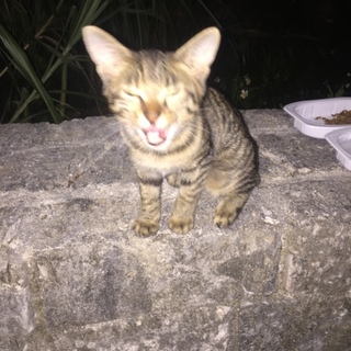 人懐こい子猫です