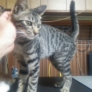 淋しがりのひっつきむし、美人のキジ子猫・カレン