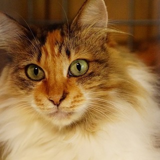 エレガントで穏やかな、長毛三毛猫