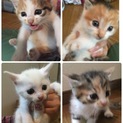 捨て猫を保護しました