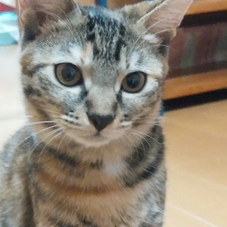 甘えるのも好きなじゃじゃ馬娘の大粒！