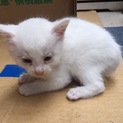 子猫2匹の里親を募集しております