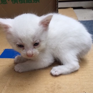 子猫2匹の里親を募集しております