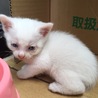 子猫2匹の里親を募集しております サムネイル2