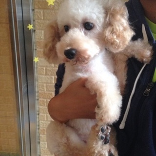 マリエはレディな女子☆癒しわんこ