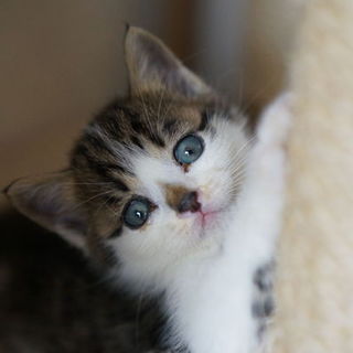 丸顔のかわいい男の子