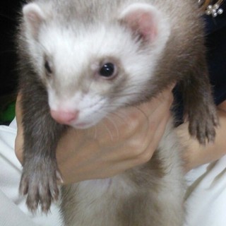フェレット可愛がってください