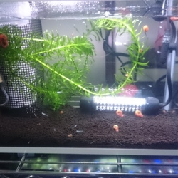 メダカの引っ越し