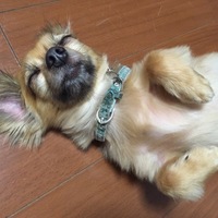 チャム