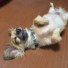 の写真