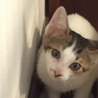 3ツブ