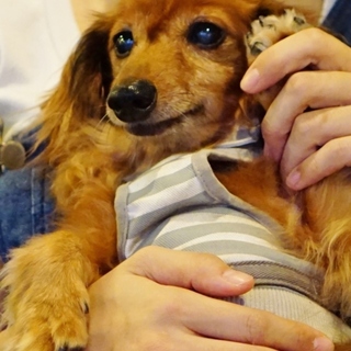 健康で元気なシニアダックスさんです☆