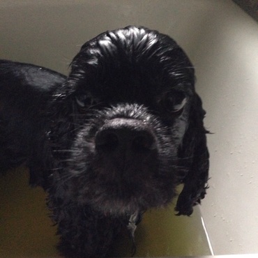 膿皮症なので、ドクダミのお風呂に浸かります