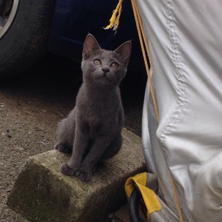 シャム猫ちゃん達に救いの手をお願いします！