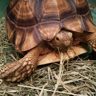 ご応募戴きました皆様ありがとうございました。