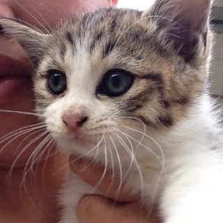 かわいい子猫です！助けてください！