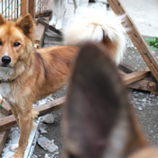 とても穏やかで優しい mix♂ たくくん