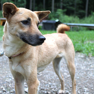 人懐こい女の子 mix♀ ゆうこちゃん