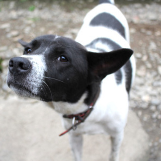 体も心も大きい mix♂ 海くん