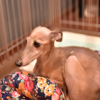 女の子のイタリアングレイハウンドです。