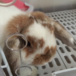 ホーランドロップ