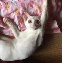 4月20日生まれ 元気な子猫(豆)
