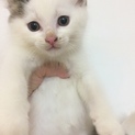 生後1カ月位の子猫里親募集です。
