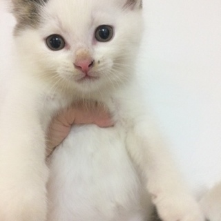 生後1カ月位の子猫里親募集です。